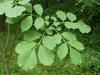 Fraxinus chinensis subsp. rhynchophylla image