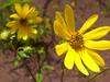 Helianthus hirsutus image