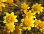Lasthenia californica image