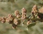 Atriplex canescens image