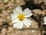 Layia glandulosa image
