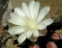 Lewisia rediviva image