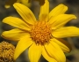 Heliomeris multiflora image