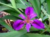 Iris hexagona image