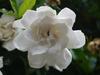 Gardenia jasminoides image