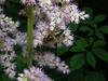 Astilbe thunbergii image