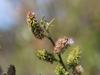 Salix lucida subsp. lasiandra image