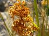 Juncus effusus subsp. pacificus image