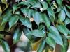 Castanopsis cuspidata image