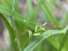 Carex gracilescens image