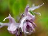 Epimedium grandiflorum image