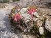 Dudleya saxosa subsp. aloides image