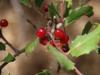 Rhamnus ilicifolia image