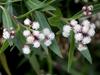 Baccharis salicifolia image