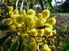 Acacia pycnantha image