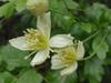 Clematis lasiantha image