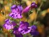 Penstemon australis image