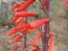 Penstemon centranthifolius image