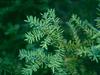Taxus canadensis image