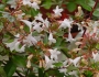 Abelia ×grandiflora image