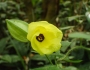 Abelmoschus moschatus image