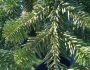 Abies amabilis image