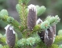 Abies balsamea image