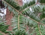 Abies firma image