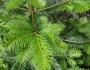 Abies grandis image