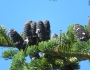 Abies mariesii image