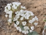 Abronia fragrans image
