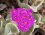 Abronia maritima image