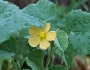 Abutilon fruticosum image