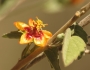 Abutilon incanum image
