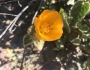 Abutilon palmeri image