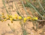 Acacia cupularis image