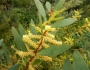 Acacia longifolia image