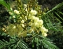 Acacia mearnsii image