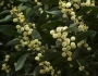 Acacia melanoxylon image