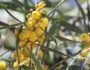 Acacia retinodes image