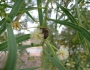 Acacia salicina image