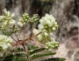 Acaciella angustissima image