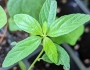 Acalypha gracilens image