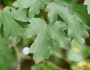 Acer campestre image