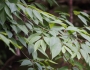 Acer carpinifolium image