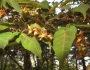 Acer crataegifolium image