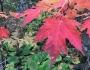 Acer ×freemanii image