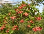 Acer ginnala image