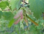 Acer glabrum image