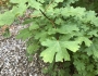 Acer grandidentatum image